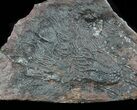 Silurian Fossil Crinoid (Scyphocrinites) Plate - Morocco #89237-1